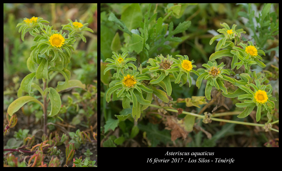 Asteriscus aquaticus